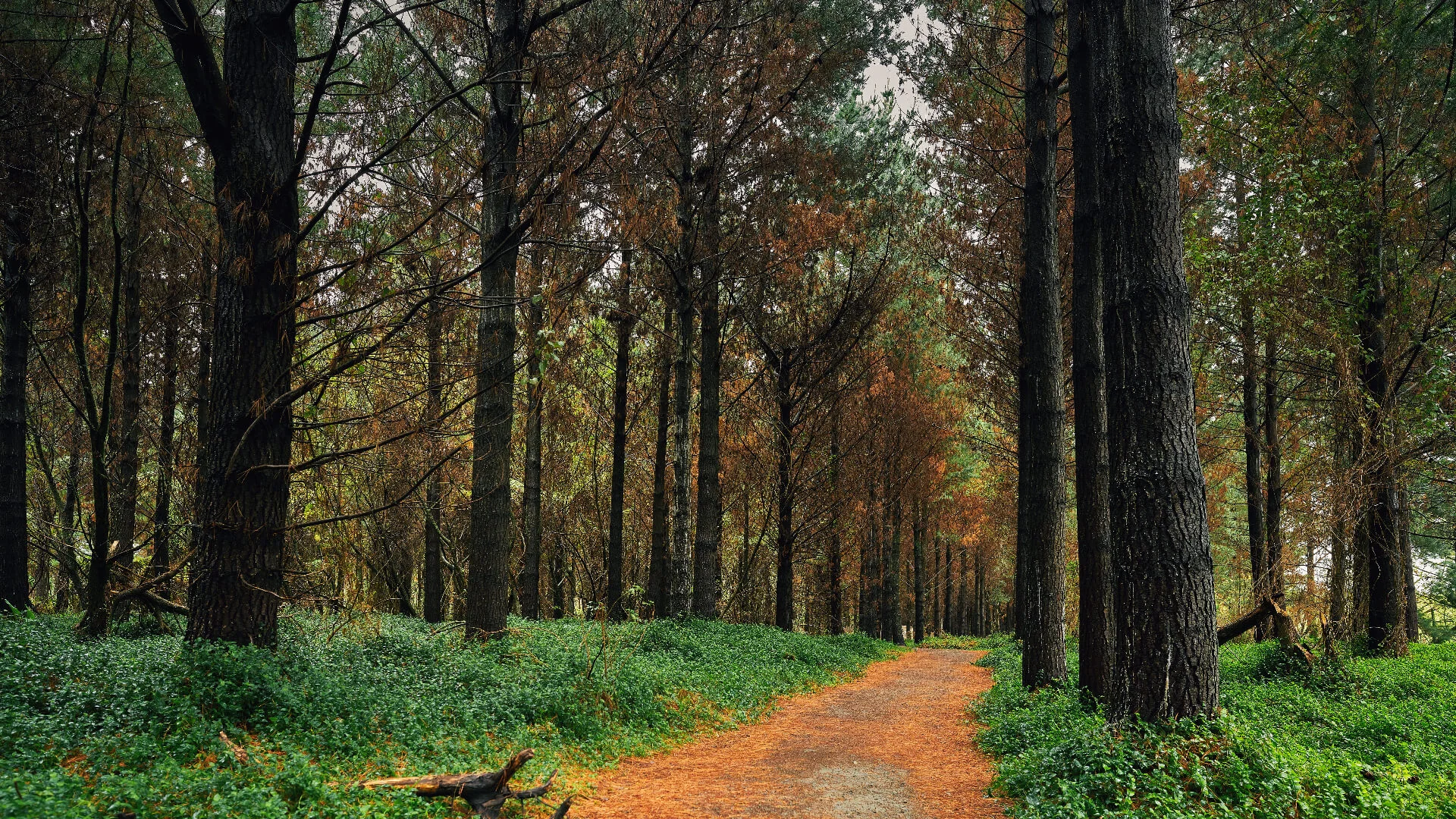 ZAFFICO Forest